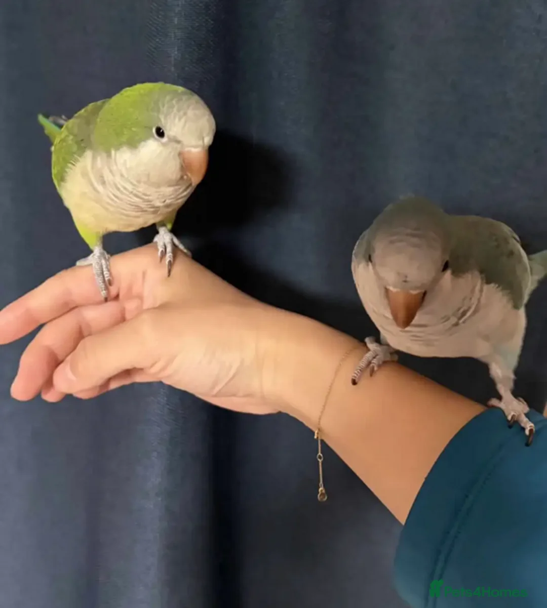 Parrots birds for sale: Sweet Pair of Quaker Parrots (Bonded) - Advert 4