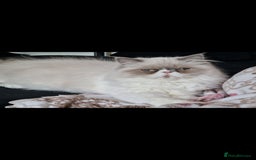 Persian cats for sale: Pure persians. - Advert 7