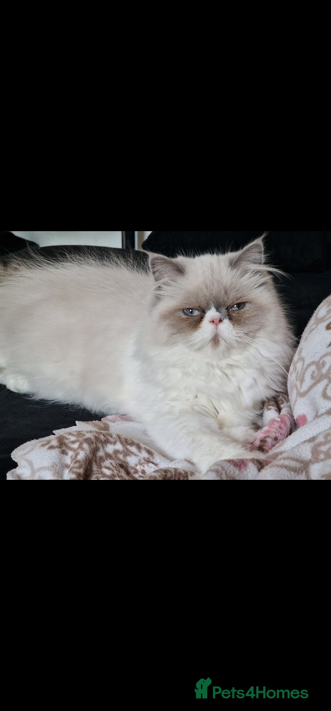 Persian cats for sale: Pure persians. - Advert 7