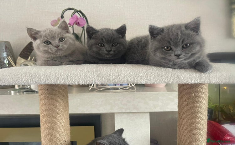 British Shorthair cats - Advert 7