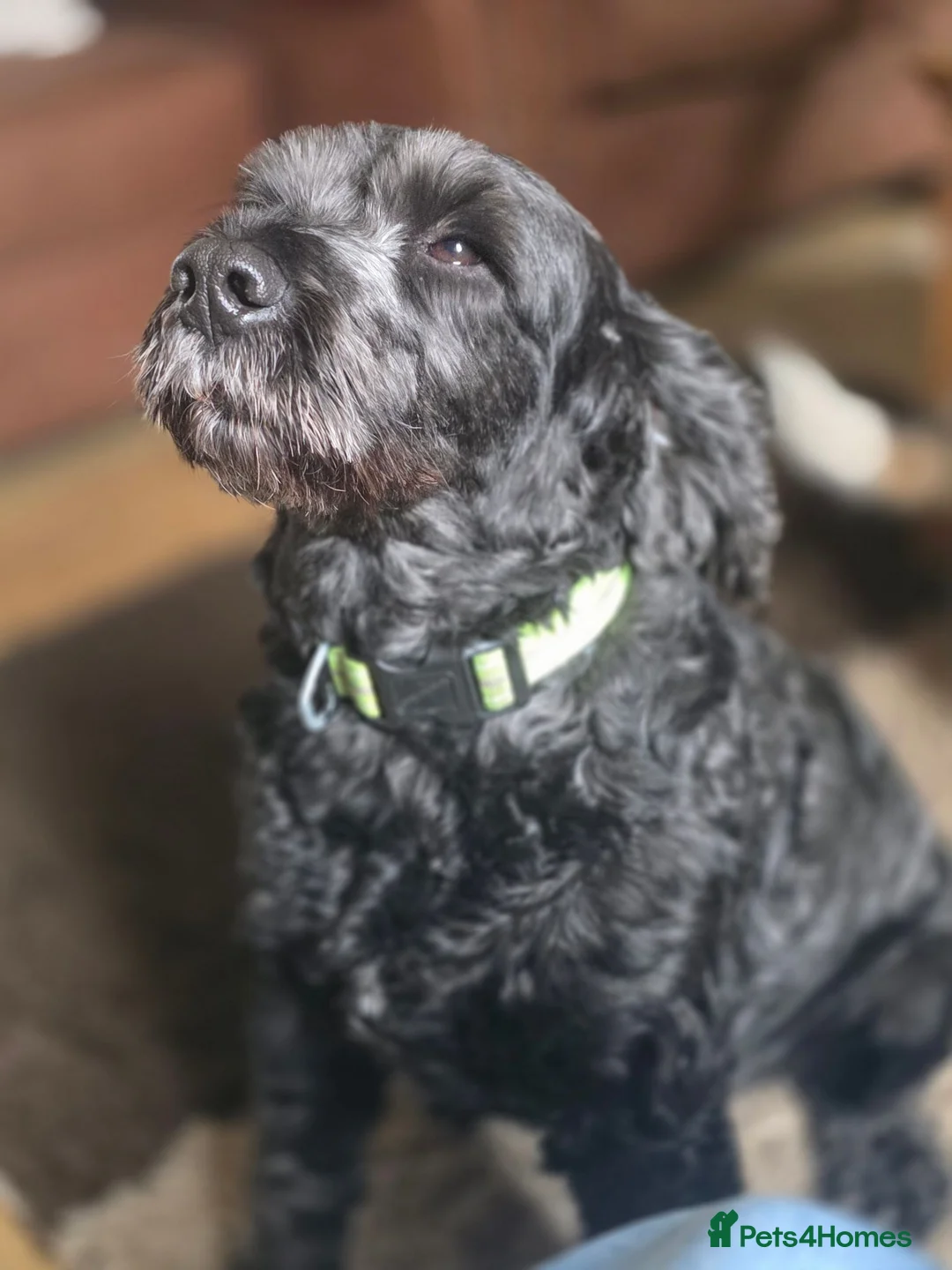 Cockapoo dogs for stud: Proven Cockapoo for stud in Oswestry - Advert 2