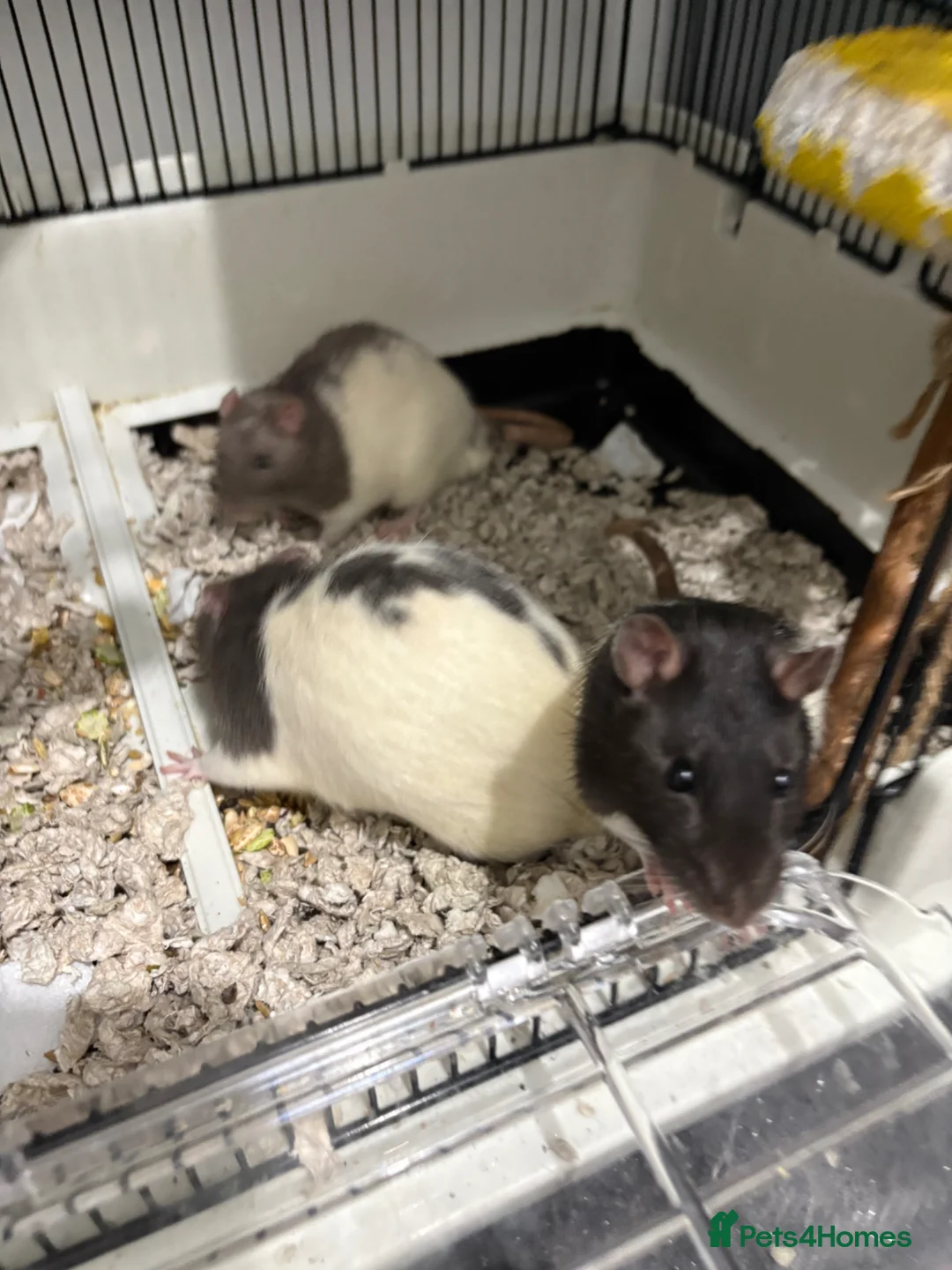 Rat rodents for sale: 3 male rat  - Advert 1