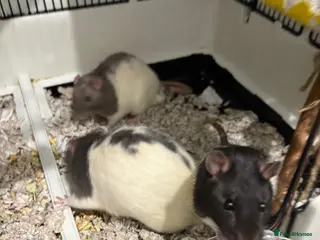 Rat rodents 3 male rat - Advert 1