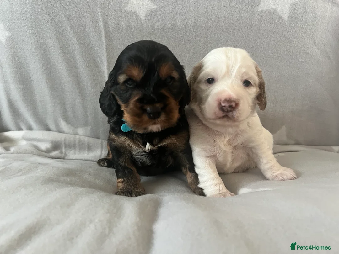 Cockapoo dogs for sale: Beautiful F1B cockapoo puppies! - Advert 7