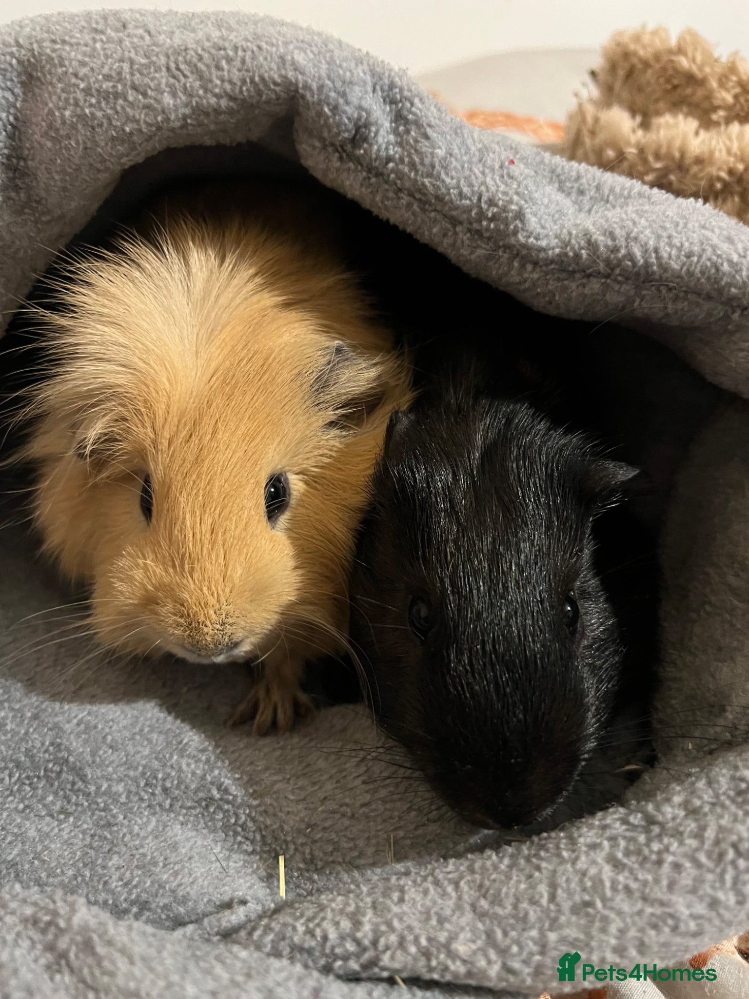 Guinea Pig rodents Two gorgeous young bonded boys - Advert 3