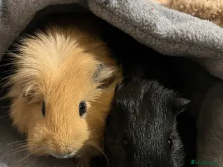 Guinea Pig rodents Two gorgeous young bonded boys - Advert 3