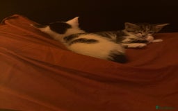 Domestic Shorthair cats for sale: Neo & Luca - Two Male Kittens 11 weeks old(Bonded) - Image 5