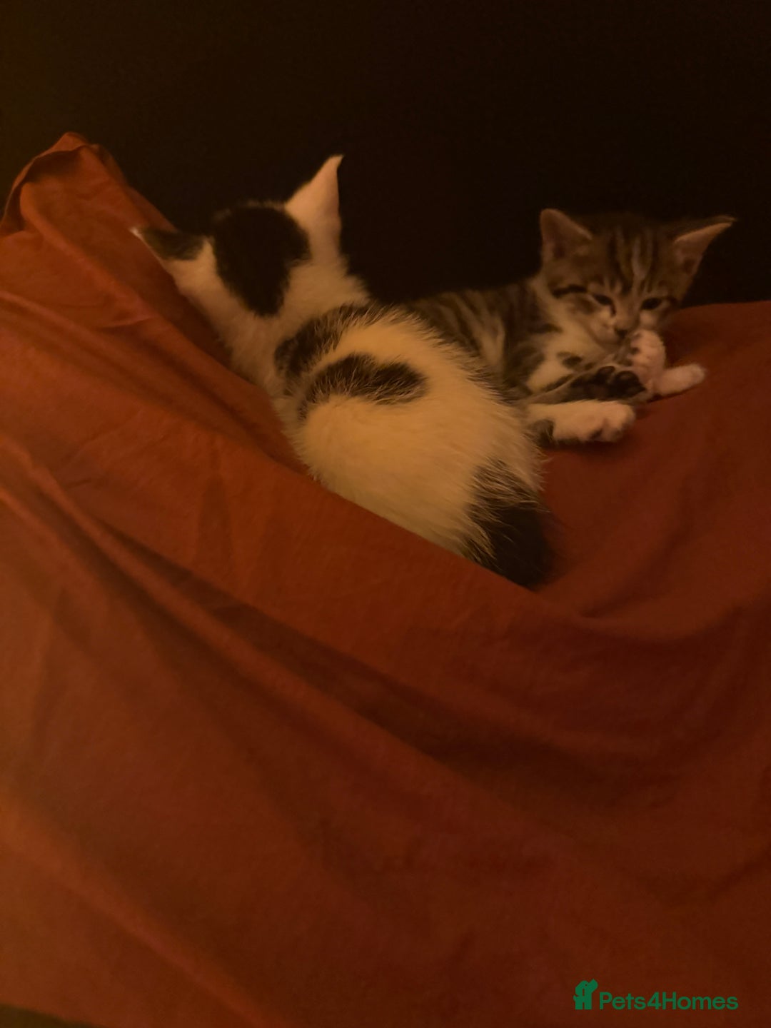 Domestic Shorthair cats for sale: Neo & Luca - Two Male Kittens 11 weeks old(Bonded) - Image 5