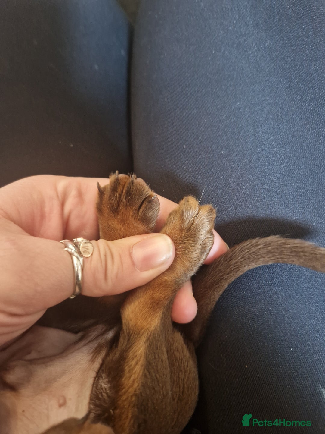 Miniature Dachshund dogs for sale: PRA CLEAR MINIATURE DACHSHUND MALE - Image 4