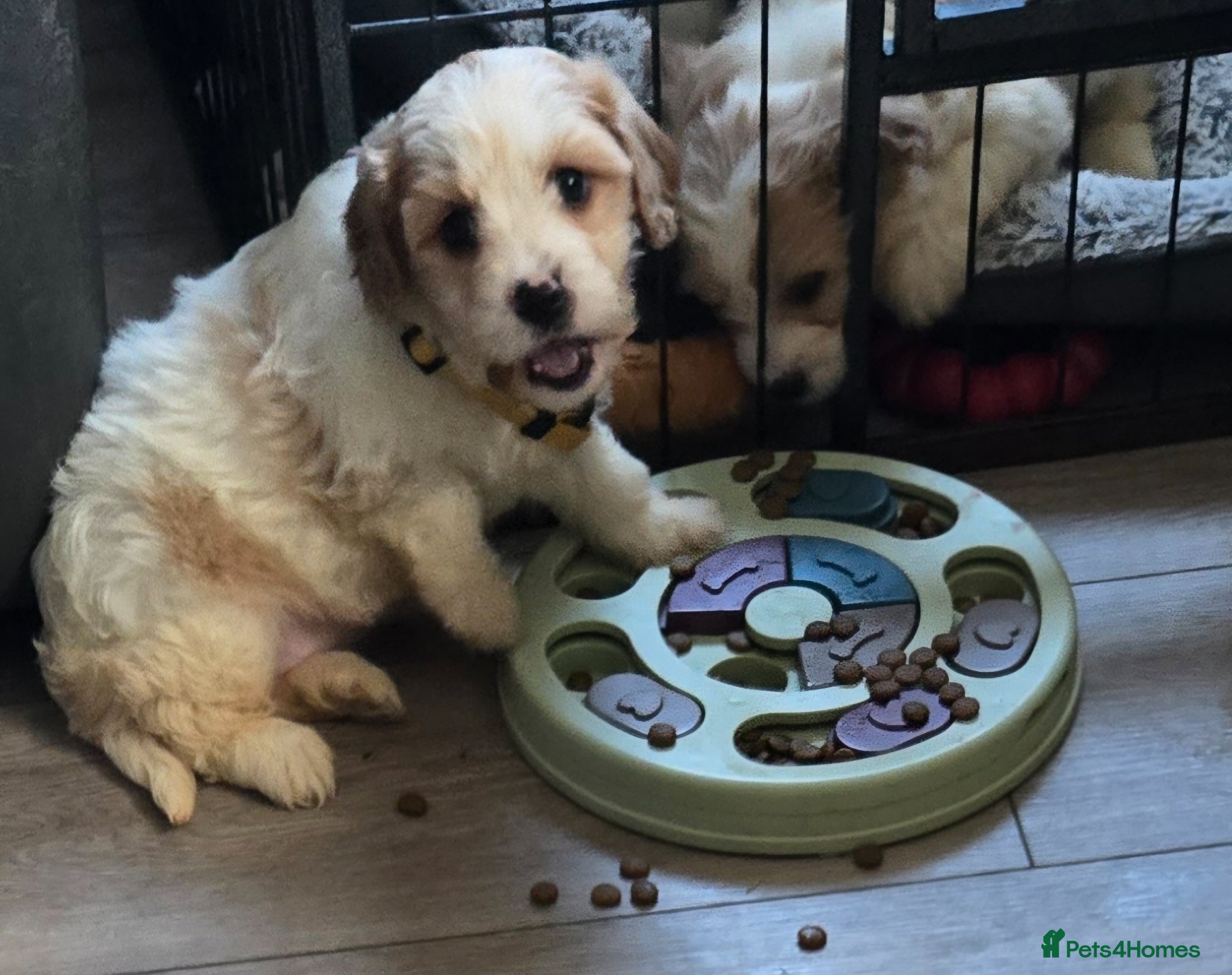 Cavachon dogs Gorgeous Cavachon puppies - Advert 2