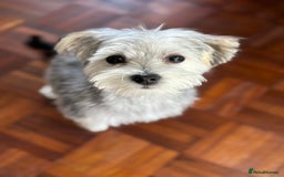 Morkie dogs for sale: 🐶 Adorable Morkie Puppies 🐶 - Image 12