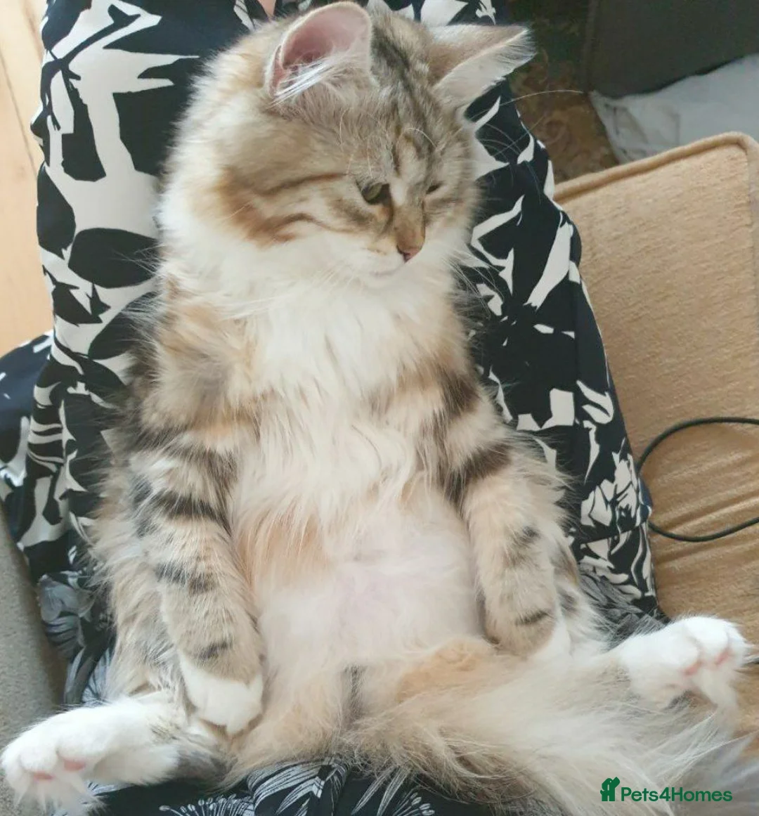 Siberian cats for stud: Purebred Siberian Cat Stud VIP service in Wembley - Advert 8