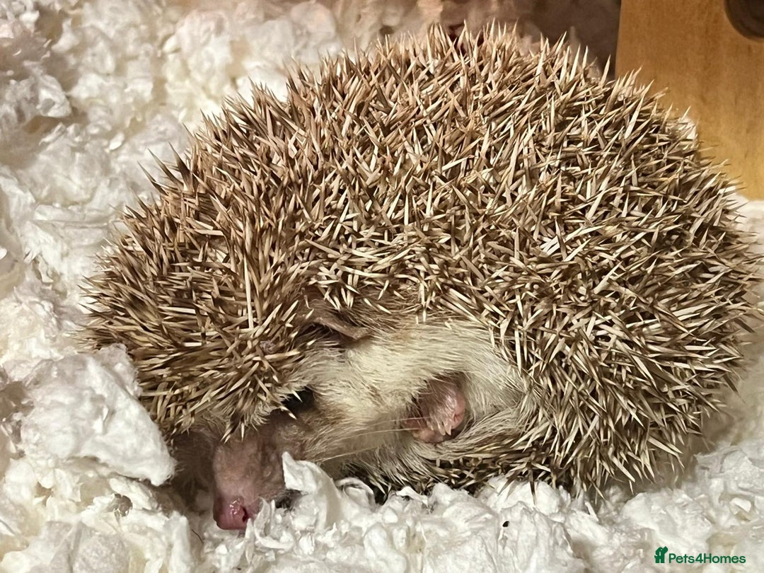 Tortoise reptiles for sale: Hedgehog  - Advert 7