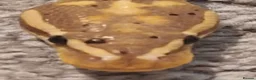 Python Snake reptiles for sale: Banana Royal Python - Male in Cambridge - Advert 5