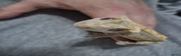 Gecko reptiles for sale: Male Crested Gecko Plus Exo Terra - Advert 2