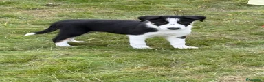Border Collie 2