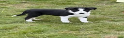 Border Collie dogs for sale: Border Collie puppies  - Advert 9