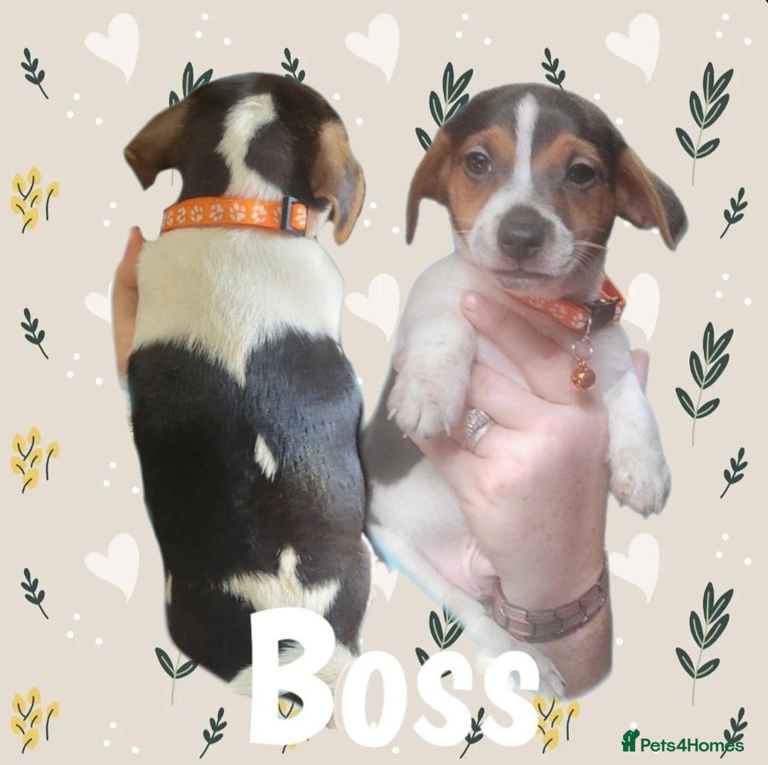 Jack Russell dogs for sale: miniature Jack Russell Puppies - Image 12