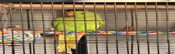 Ringnecks birds for sale: Rio - RingNeck talking parrot  in Pembroke Dock - Advert 5
