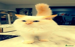 Ragdoll cats for stud: GCCF Eu**an Champion line Ragdoll Stud - Image 9
