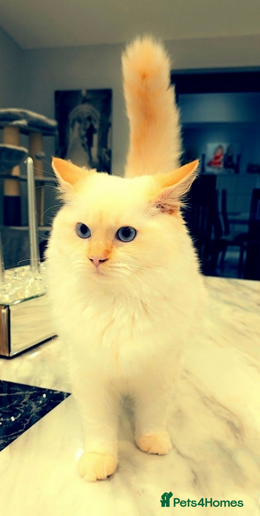 Ragdoll cats for stud: GCCF Eu**an Champion line Ragdoll Stud - Image 9