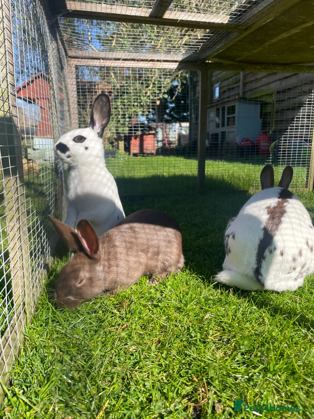 English Spot rabbits for sale: English spot rabbits - Advert 2