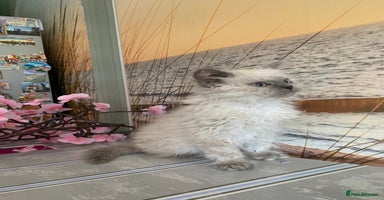 Selkirk Rex cats - Advert 5