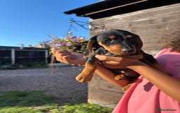 Dachshund dogs for sale: Gorgeous little Dachshund pups - Image 10