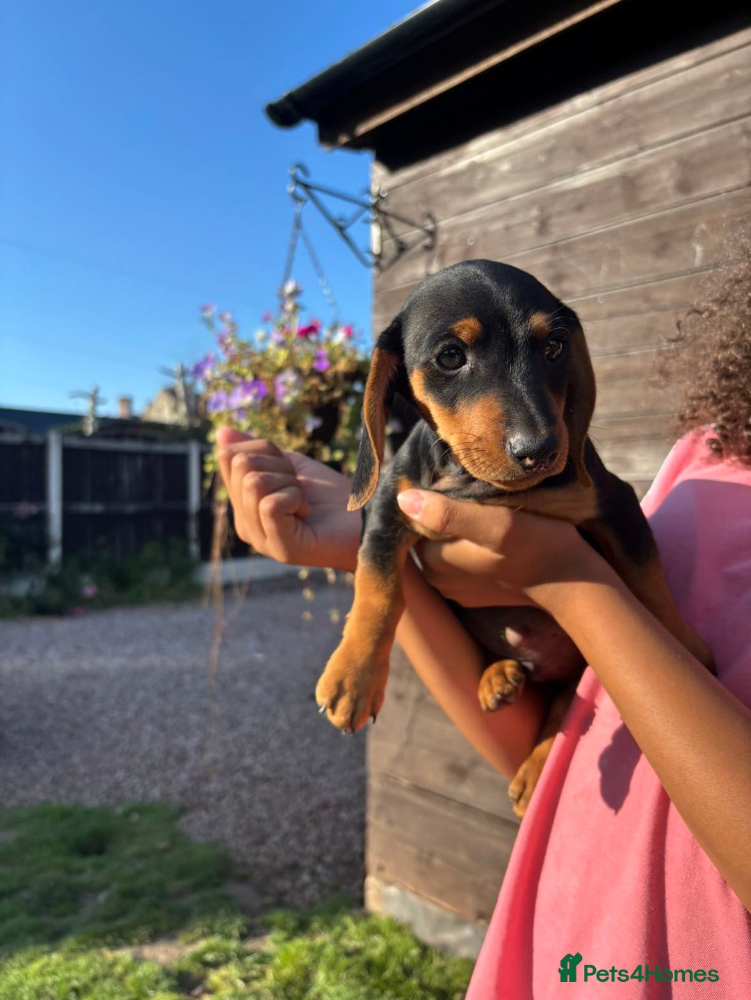 Dachshund dogs for sale: Gorgeous little Dachshund pups - Image 10