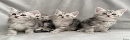 Persian cats for sale: Ready now - Persian x Maine coon kittens  - Advert 7