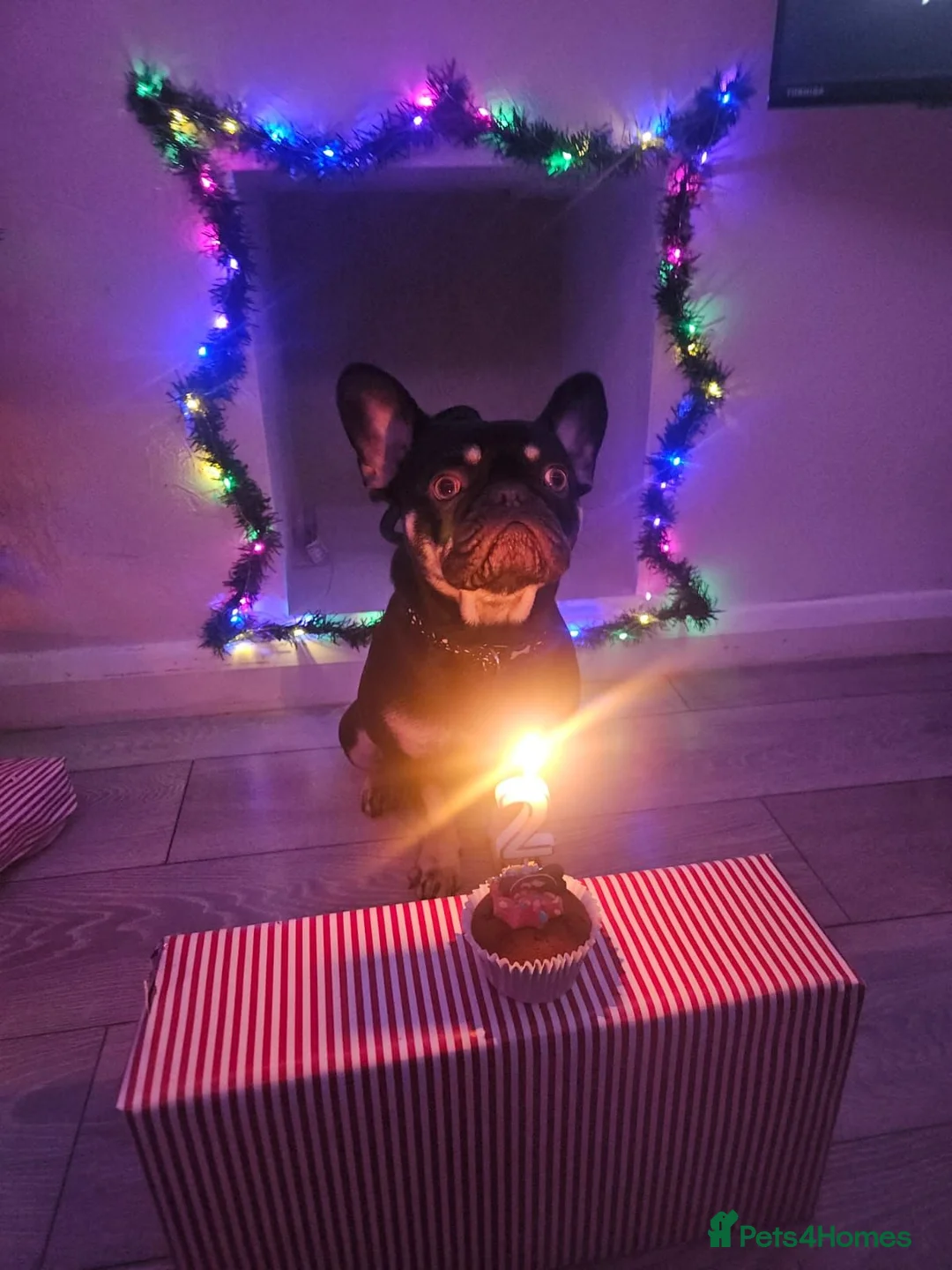 French Bulldog dogs for sale: Male french bulldog  - Advert 2