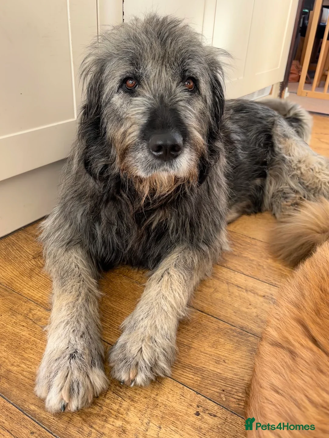 Mixed Breed dogs for sale: Irish wolfhound x Caucasian Shepherd puppies  - Advert 2