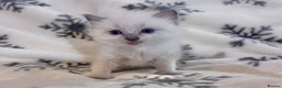 Ragdoll cats for sale: Gorgeous Ragdoll kittens 2 left ! - Advert 14