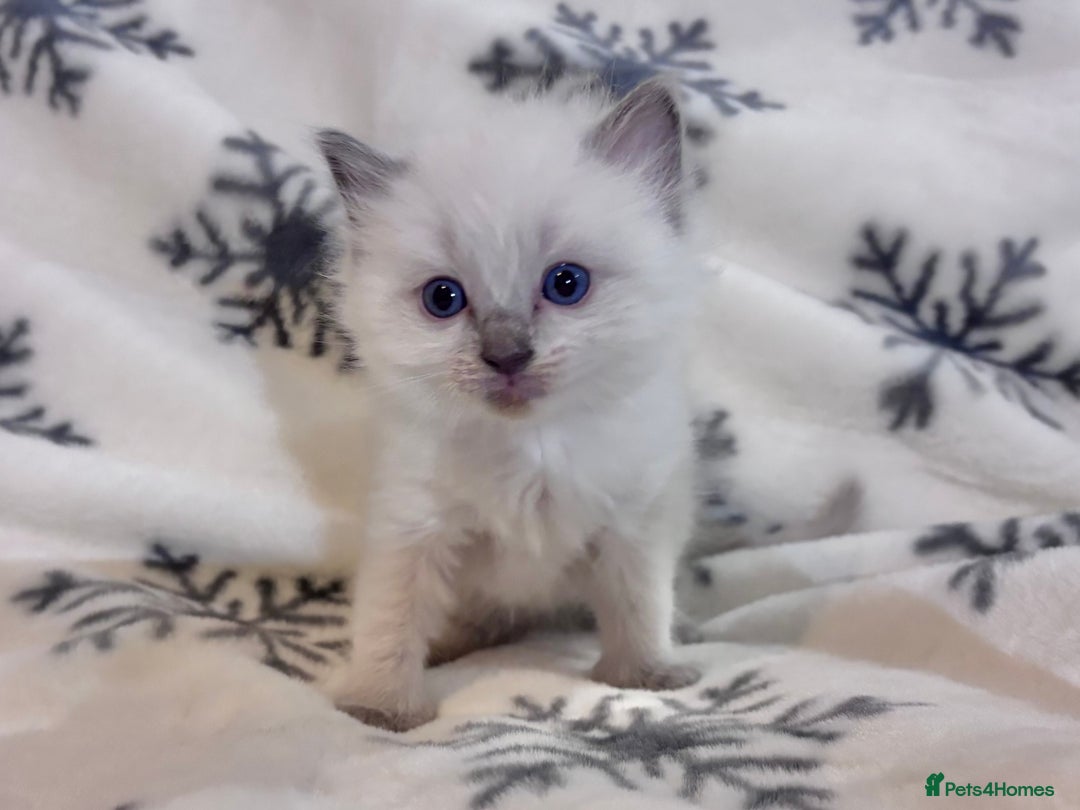 Ragdoll cats for sale: Gorgeous Ragdoll kittens 2 left ! - Advert 14