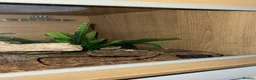 Python Snake reptiles for sale: Royal python  in Tipton - Advert 2