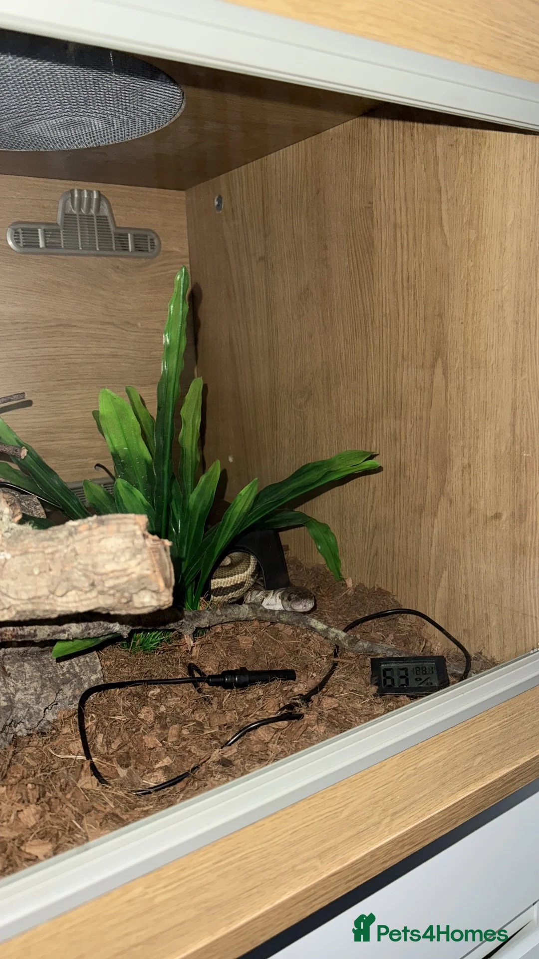 Python Snake reptiles for sale: Royal python  in Tipton - Advert 2