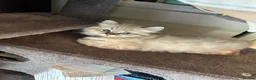 Ragdoll cats for sale: Full bread male ragdoll seal mink lynx - Advert 5