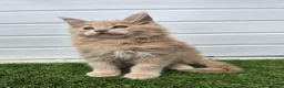 Maine Coon cats for sale: Outstanding gccf pet registered babies  - Advert 24