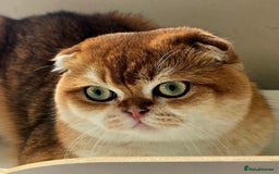 Scottish Fold cats for stud: 💙Looking for a Queen for Our Gentle PORSCHE 💙 - Image 1