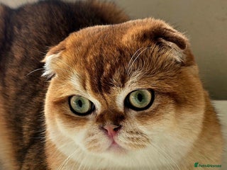 Scottish Fold cats - Advert 1