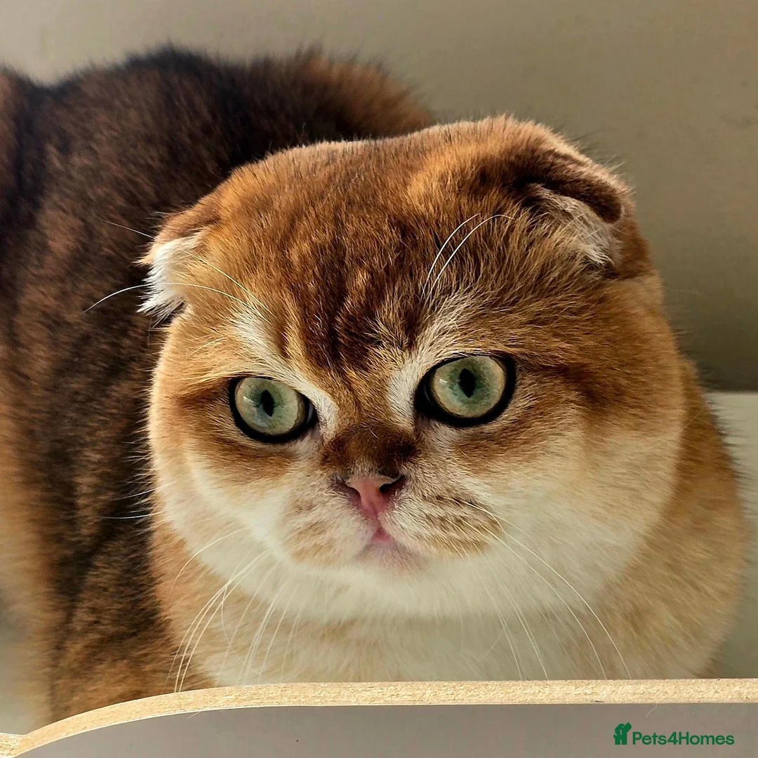 Scottish Fold cats for stud: 💙Looking for a Queen for Our Gentle PORSCHE 💙 - Advert 1