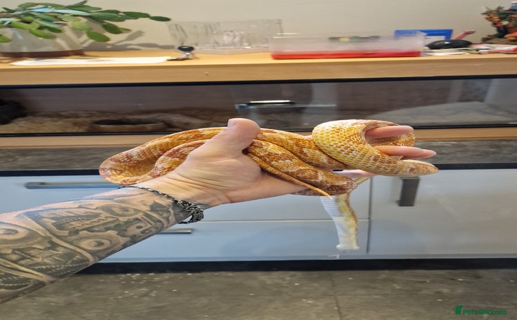 Corn Snake reptiles - Advert 2