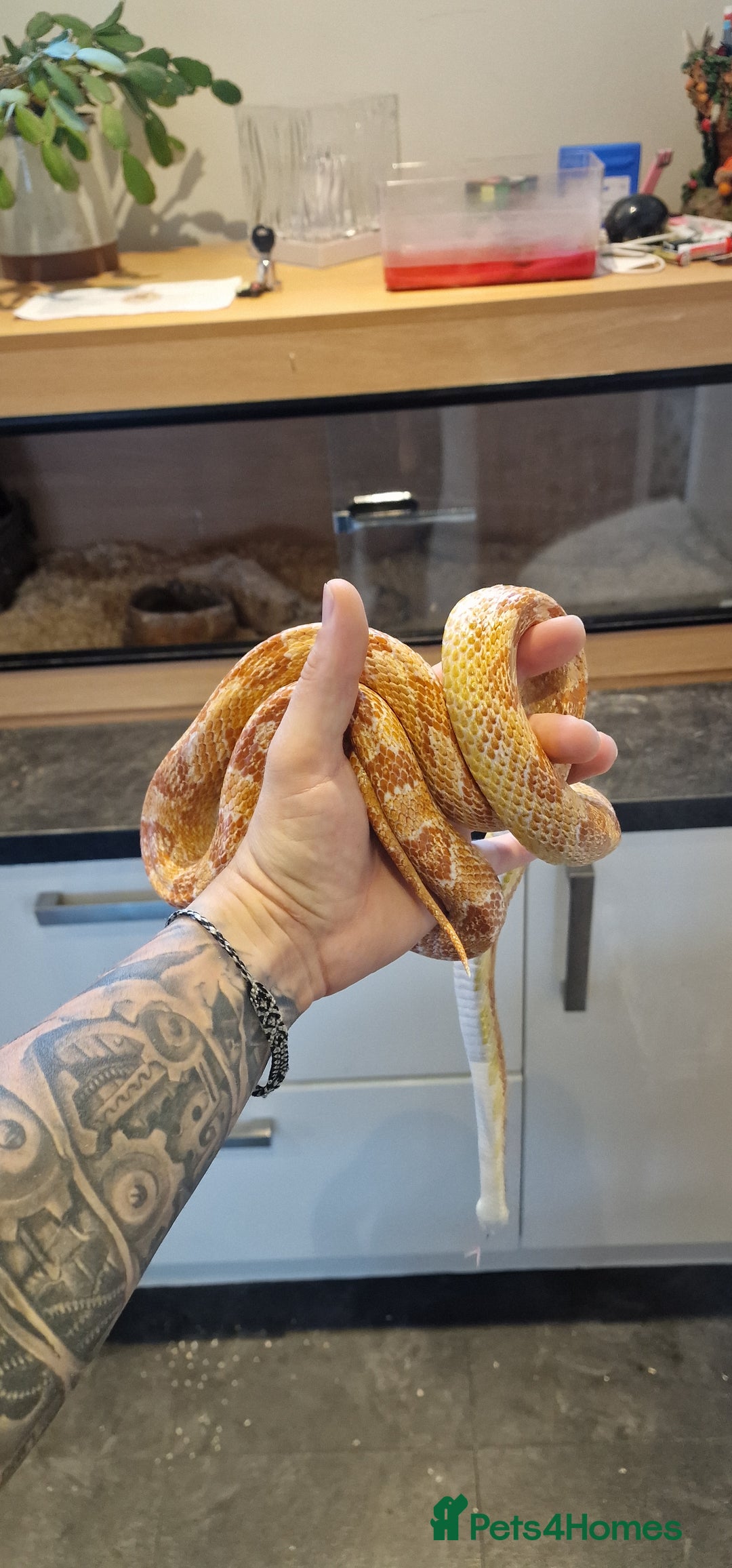 Corn Snake reptiles for sale: Corn snake in need of good home - Image 1
