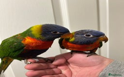 Lorikeets birds for sale: Hand Reared Stunning Rainbow Lorikeets  in Newcastle upon Tyne - Image 1