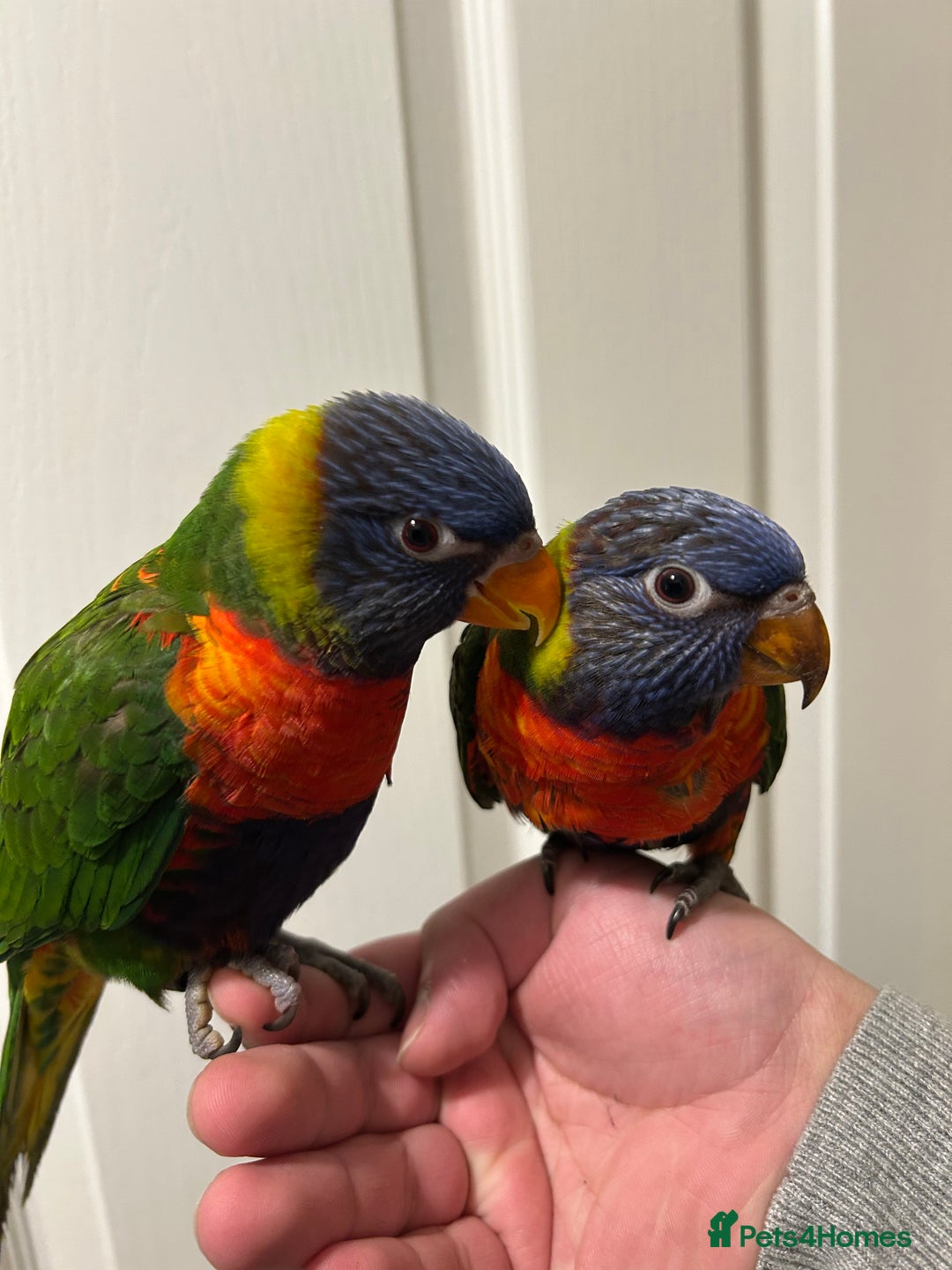 Lorikeets birds for sale: Hand Reared Stunning Rainbow Lorikeets  in Newcastle upon Tyne - Image 1