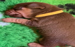 Jack Russell dogs for sale: Jack Russell Puppies  - Image 2
