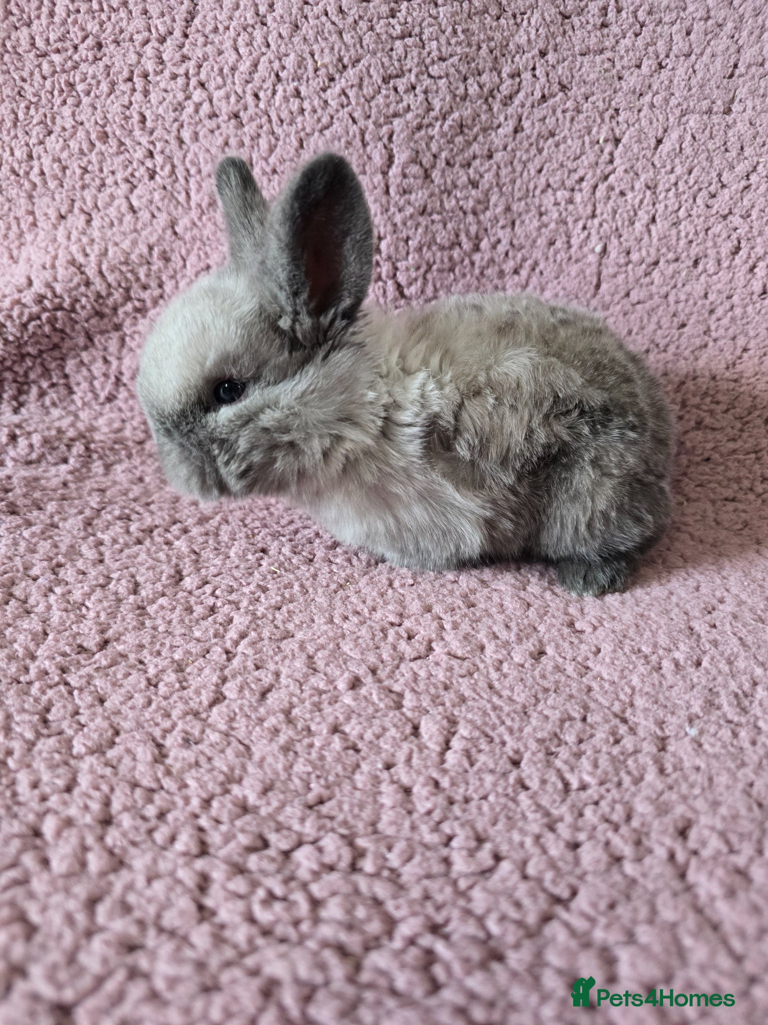 Mixed Breed rabbits Mini lop Rabbits  - Advert 3