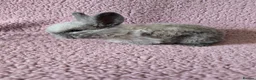 Mixed Breed rabbits for sale: Mini lop Rabbits  - Advert 1
