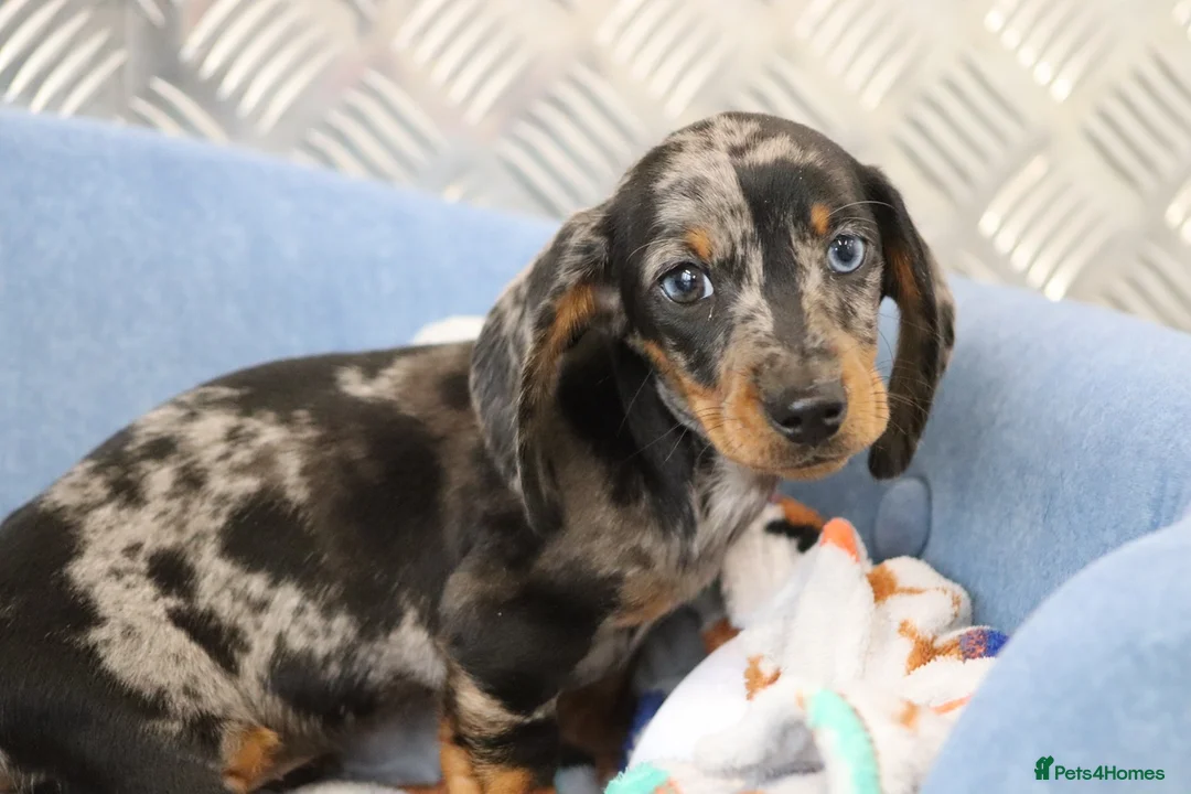 Miniature Dachshund dogs for sale: Beautiful Miniature Dachshund puppies for sale - Advert 28