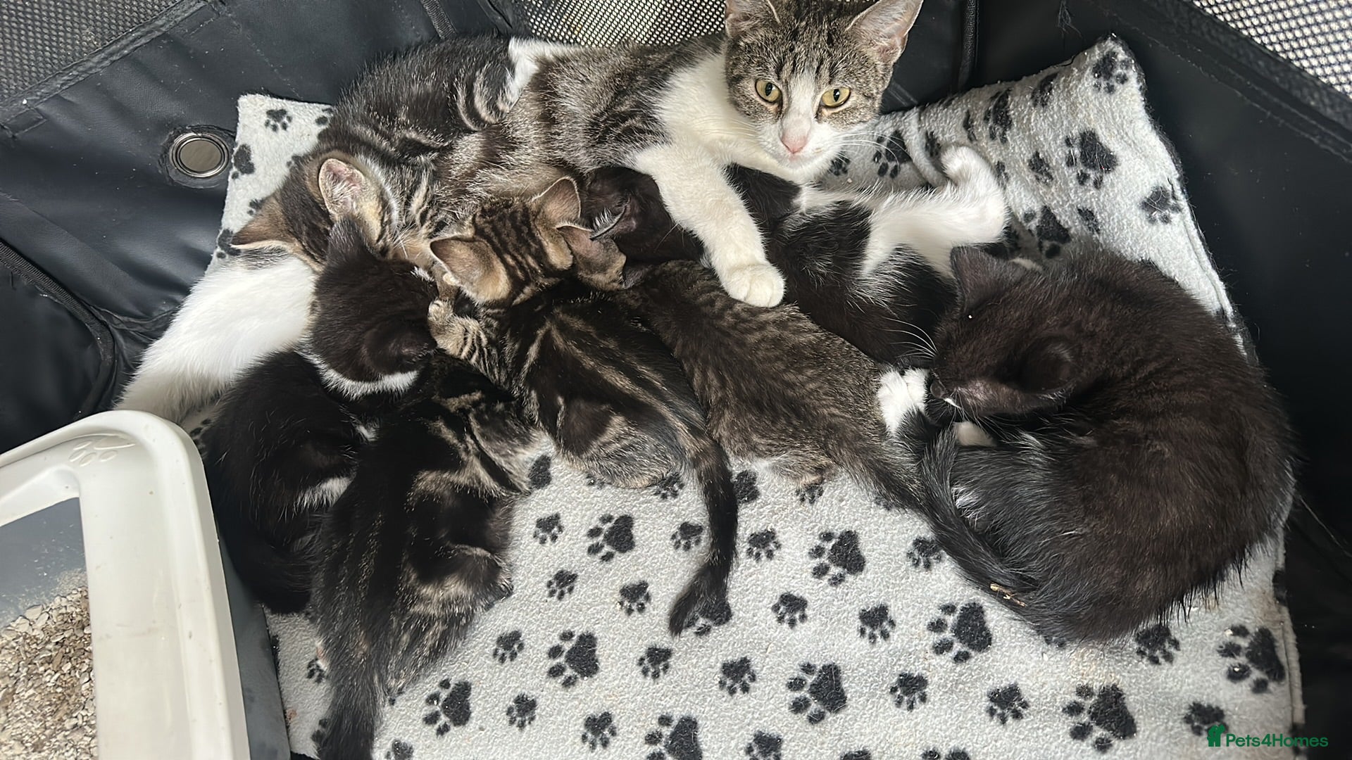 Mixed Breed cats Bengal x kittens for sale ready now  - Advert 2